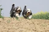 BEARDED COLLIE 156